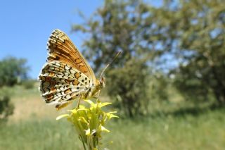 Benekli Byk parhan (Melitaea phoebe)