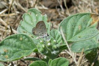 Mcevher Kelebei (Chilades trochylus)