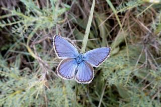 Anadolu Esmergz (Plebejus modicus)