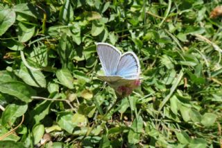 okgzl Toros Mavisi (Aricia isauricus)