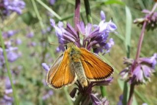 Sar Antenli Zpzp (Thymelicus sylvestris)