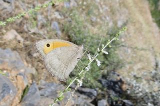 Esmerperi (Hyponephele lupina)