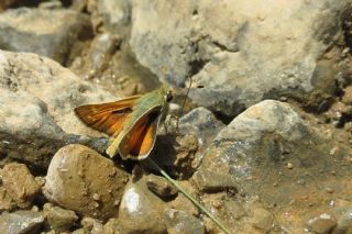 Gm Benekli Zpzp (Hesperia comma)