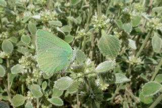 Nahvan Zmrt (Callophrys danchenkoi)