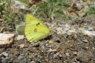 Gzel Azamet (Colias alfacariensis)