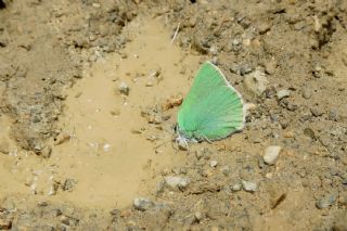 Anadolu Zmrt (Callophrys paulae)