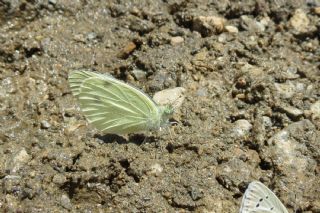 Kk Beyazmelek (Pieris rapae)