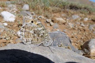 Step Cads (Chazara anthe)