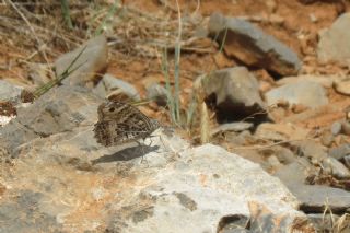 Step Cads (Chazara anthe)
