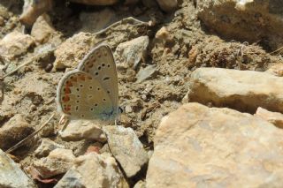 okgzl Mavi (Polyommatus icarus)