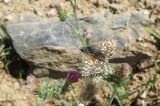 Kzl Zpzp (Spialia orbifer)