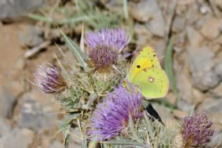 Sar Azamet (Colias croceus)