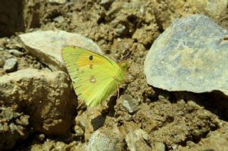 Sar Azamet (Colias croceus)