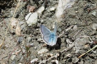 okgzl Toros Mavisi (Aricia isauricus)