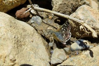 Kzl Zpzp (Spialia orbifer)