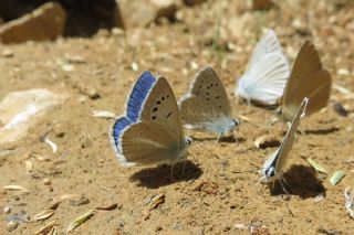 Lacivert Anadolu okgzls (Polyommatus actis )