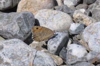 Step Yalanccads (Pseudochazara mniszechii)
