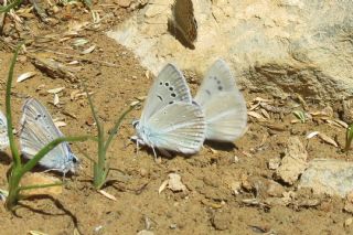 Lacivert Anadolu okgzls (Polyommatus actis )