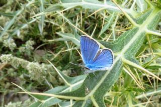 okgzl figenya (Polyommatus iphigenia)