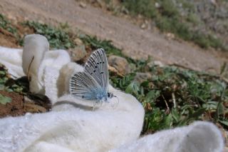 okgzl Kk Turan Mavisi (Polyommatus cornelius)