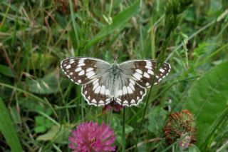 Kara Melike (Melanargia syriaca)