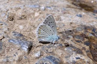 okgzl Kk Turan Mavisi (Polyommatus cornelius)
