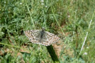 Ege Zpzp (Pyrgus melotis)