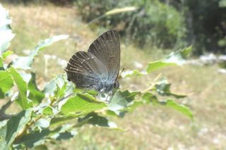 Byk Sevbeni (Satyrium ilicis)