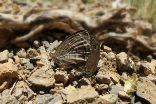 Hametli Pirireis (Satyrus ferulus)