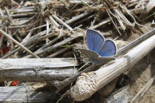 okgzl Gzel Mavi (Polyommatus bellis)