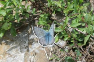 okgzl Balkan Mavisi (Aricia anteros )