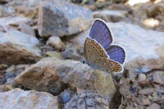 Anadolu Esmergz (Plebejus modicus)
