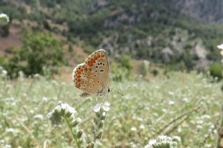 okgzl Esmer (Aricia agestis)