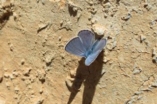 Anadolu Esmergz (Plebejus modicus)