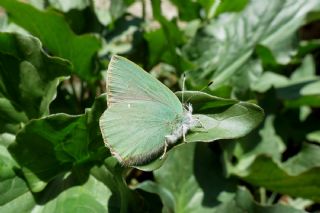 Nahvan Zmrt (Callophrys danchenkoi)