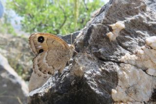 Hametli Pirireis (Satyrus ferulus)