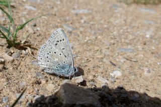 okgzl Gk Mavisi (Polyommatus bellargus)