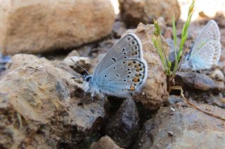 Anadolu Esmergz (Plebejus modicus)