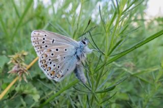 okgzl Gk Mavisi (Polyommatus bellargus)