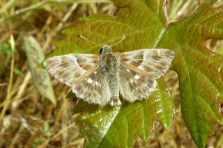 Cezayir Zpzp (Carcharodus stauderi)