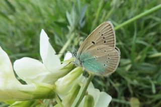 okgzl Diana Mavisi (Polyommatus diana)