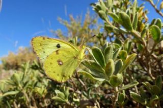 Gzel Azamet (Colias alfacariensis)