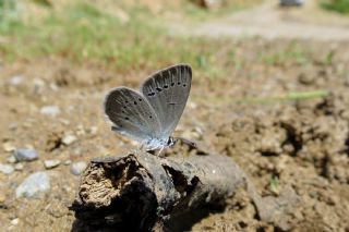 Minik Kupid (Cupido minimus)