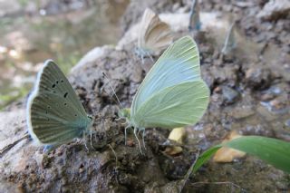 Da Beyazmelei (Pieris ergane)