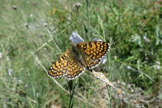 parhan (Melitaea cinxia)