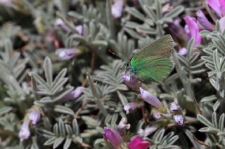 Nahvan Zmrt (Callophrys danchenkoi)