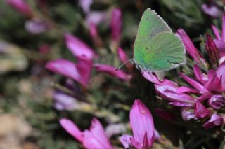 Nahvan Zmrt (Callophrys danchenkoi)