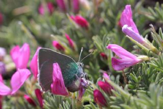 Nahvan Zmrt (Callophrys danchenkoi)