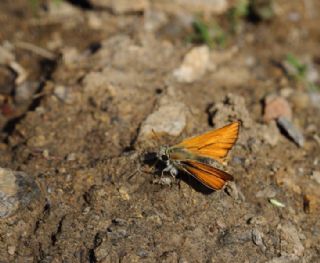 Yeni Zpzp (Thymelicus novus)