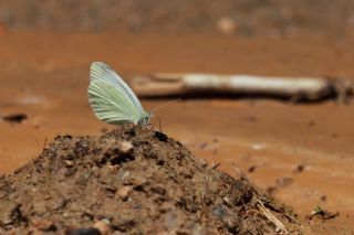 Narin Orman Beyaz (Leptidea sinapis)